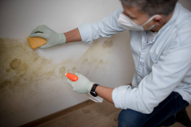 Best Mold Testing  in Edgewood, WA