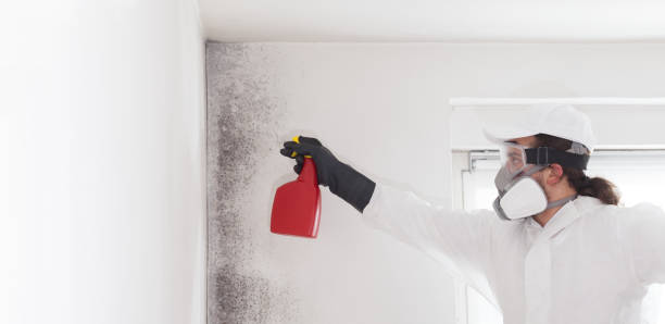 Attic Mold Removal in Edgewood, WA