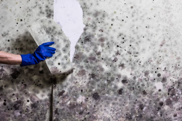 Best Mold Removal Process  in Edgewood, WA