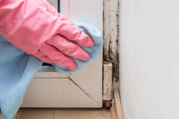 Mold Removal Process in Edgewood, WA